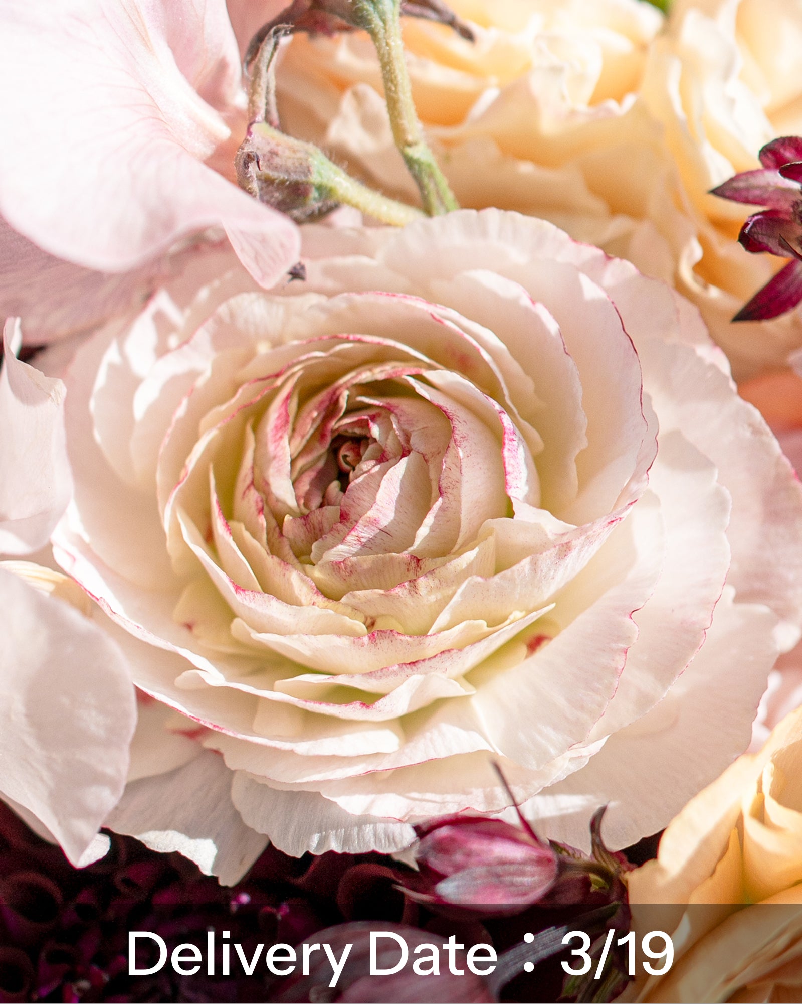 【3月19日到货】毛茛和郁金香花束(免运费)