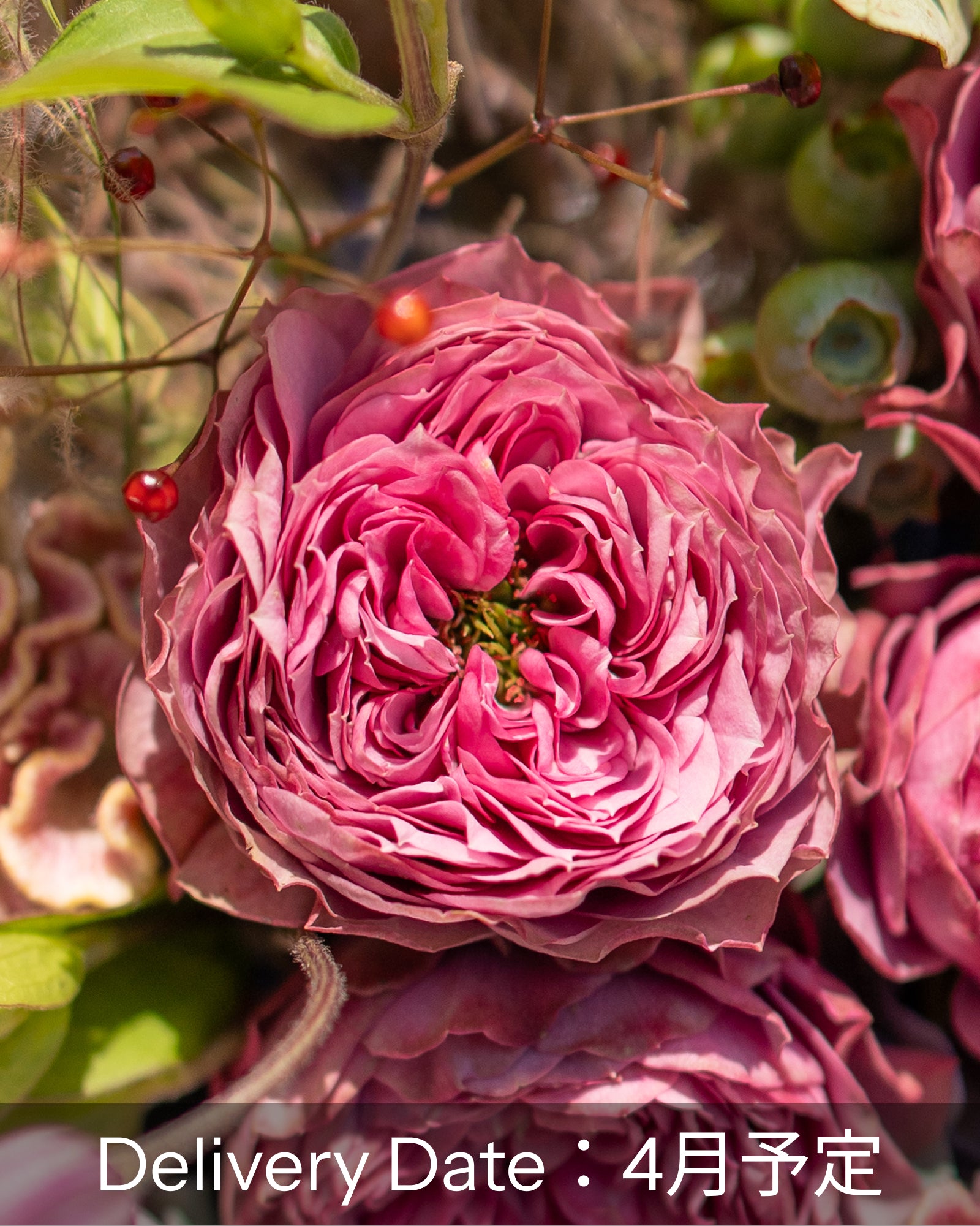芬芳玫瑰与新鲜绿叶的花束（免运费）[四月到货]