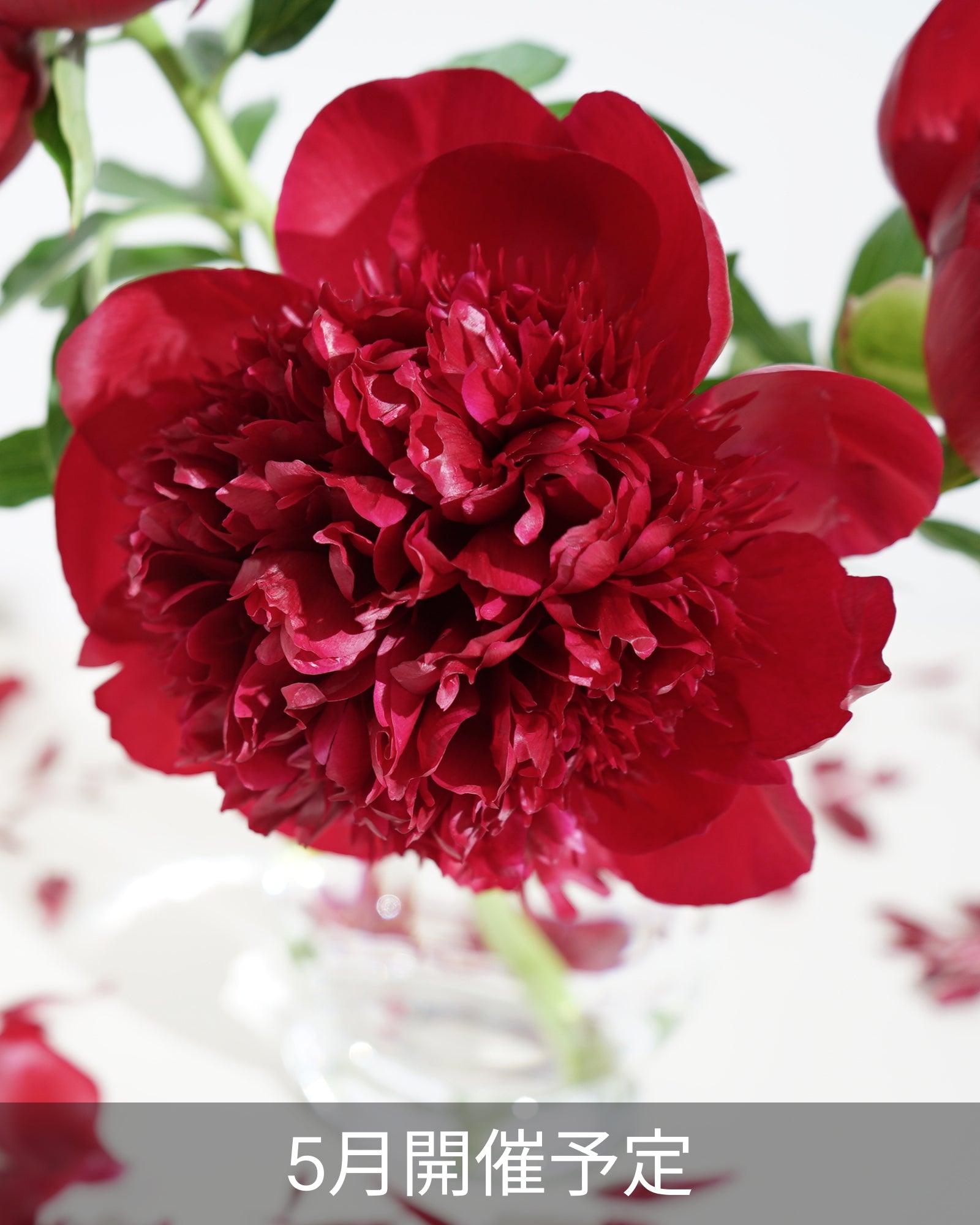 Peony and Smoke Tree Bouquet (90 minutes)