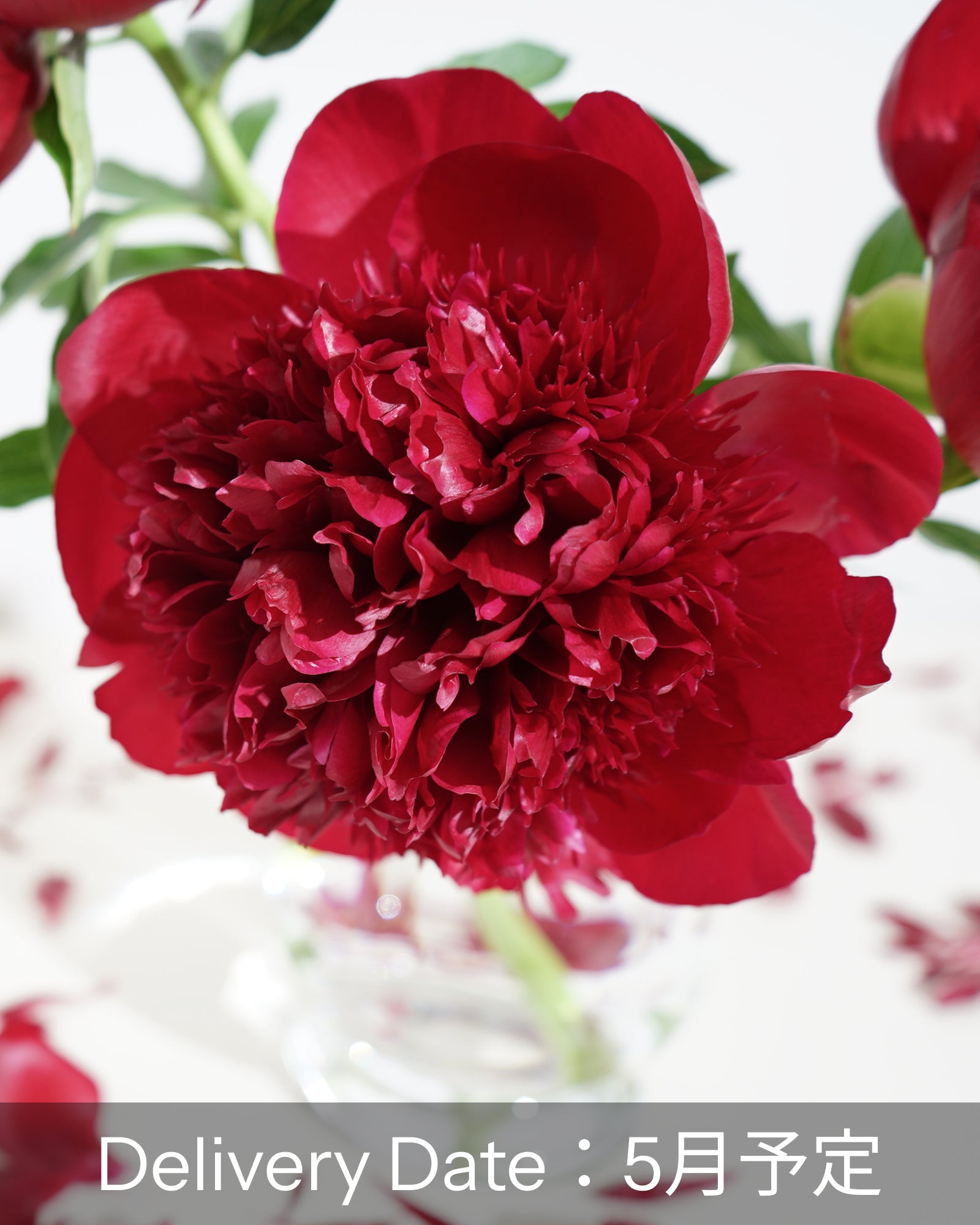 【五月到货】牡丹与烟树花束（免运费）