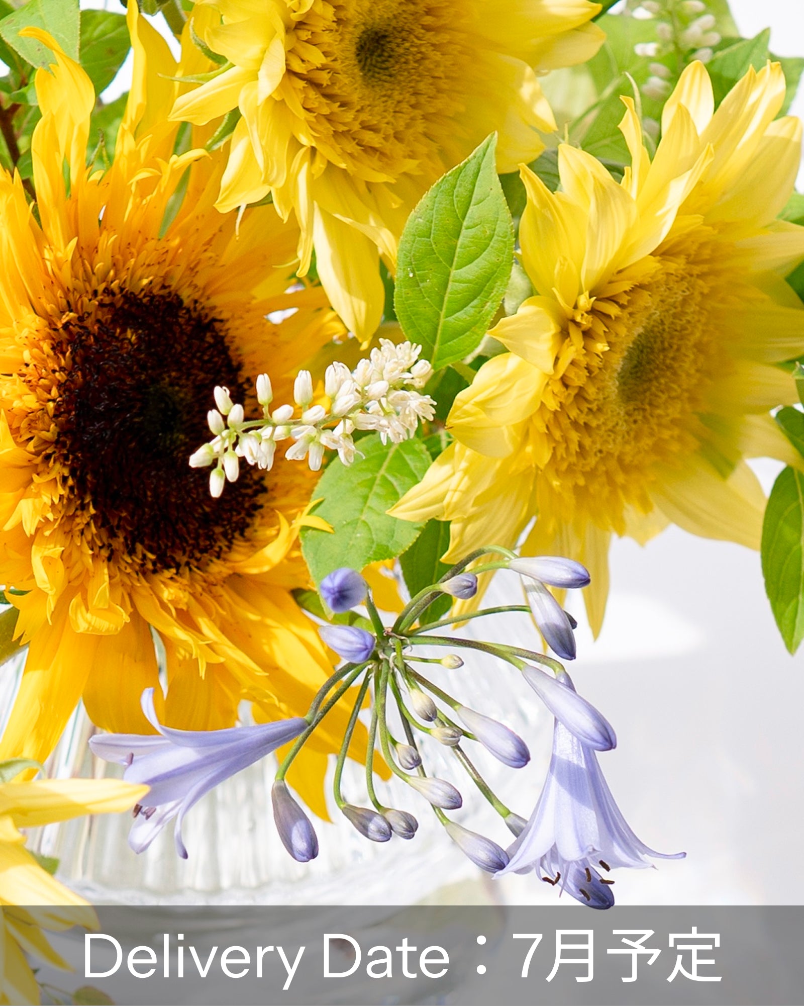 【七月到货】向日葵和夏季花束（免运费）
